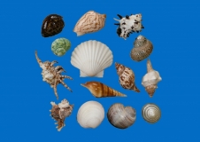 ASSORTED SHELLS