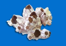 BARNACLES