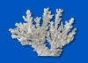 LACE CORAL - LARGE