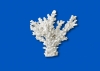LACE CORAL - SMALL
