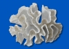 LETTUCE CORAL - LARGE