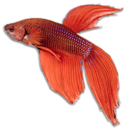 Siamese Fighter - Red - Harlequin Gravel