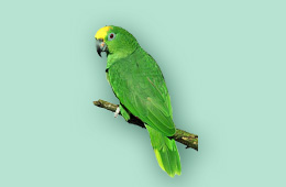 parrot