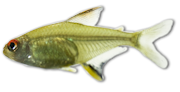 Lemon Tetra
